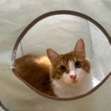 5月11日の瑞穂店に参加するのまたたび家の保護猫08