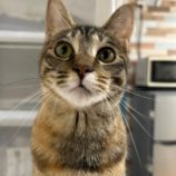 5月11日の瑞穂店に参加するのまたたび家の保護猫09