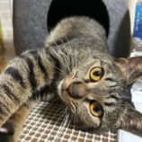 5月25日の瑞穂店に参加するまたたび家の保護猫01