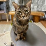 5月25日の瑞穂店に参加するまたたび家の保護猫02