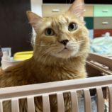 5月25日の瑞穂店に参加するまたたび家の保護猫04