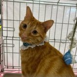 5月25日の瑞穂店に参加するまたたび家の保護猫05