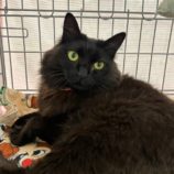 5月25日の瑞穂店に参加するまたたび家の保護猫06