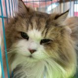 5月25日の瑞穂店に参加するまたたび家の保護猫07