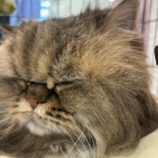 5月25日の瑞穂店に参加するまたたび家の保護猫08