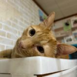 5月25日の瑞穂店に参加するまたたび家の保護猫09