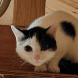 5月4日の守谷店に参加するのにゃんこの大冒険の保護猫02