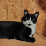 5月4日の守谷店に参加するのにゃんこの大冒険の保護猫03