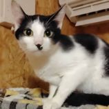 5月4日の守谷店に参加するのにゃんこの大冒険の保護猫04