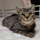 5月4日の守谷店に参加するのにゃんこの大冒険の保護猫06