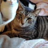 6月1日の守谷店に参加するにゃんこの大冒険の保護猫01