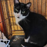 6月1日の守谷店に参加するにゃんこの大冒険の保護猫02