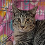 6月1日の守谷店に参加するにゃんこの大冒険の保護猫03