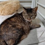 6月1日の守谷店に参加するにゃんこの大冒険の保護猫04