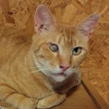 6月1日の守谷店に参加するにゃんこの大冒険の保護猫05