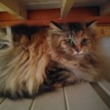 6月1日の守谷店に参加するにゃんこの大冒険の保護猫06