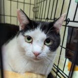 6月1日の守谷店に参加するにゃんこの大冒険の保護猫07