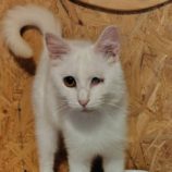 6月1日の守谷店に参加するにゃんこの大冒険の保護猫09