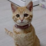 5月18日の新田店に参加するの猫びよりの保護猫01