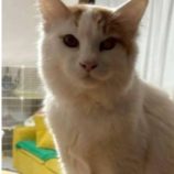 5月18日の新田店に参加するの猫びよりの保護猫02