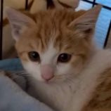 5月18日の新田店に参加するの猫びよりの保護猫03