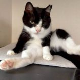 5月18日の新田店に参加するの猫びよりの保護猫05