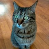 5月18日の新田店に参加するの猫びよりの保護猫07