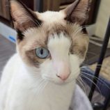 5月18日の新田店に参加するの猫びよりの保護猫09