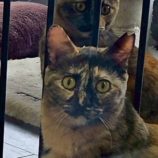 5月18日の新田店に参加するの猫びよりの保護猫10