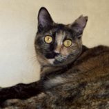 5月18日の新田店に参加するの猫びよりの保護猫11