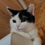 5月25日の小山店に参加するにゃんこの大冒険の保護猫01