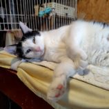 5月25日の小山店に参加するにゃんこの大冒険の保護猫02