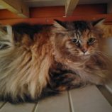 5月25日の小山店に参加するにゃんこの大冒険の保護猫03