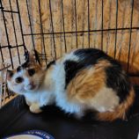 5月25日の小山店に参加するにゃんこの大冒険の保護猫04