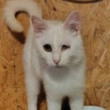 5月25日の小山店に参加するにゃんこの大冒険の保護猫05