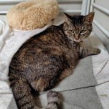 5月25日の小山店に参加するにゃんこの大冒険の保護猫06