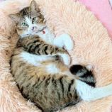 5月17日の八千代店に参加するの花ねこ千葉の保護猫01