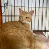 5月17日の八千代店に参加するの花ねこ千葉の保護猫04