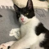 5月17日の八千代店に参加するの花ねこ千葉の保護猫05