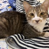 5月17日の八千代店に参加するの花ねこ千葉の保護猫06