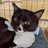 5月17日の八千代店に参加するの花ねこ千葉の保護猫07