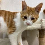 5月17日の八千代店に参加するの花ねこ千葉の保護猫10