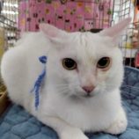 5月17日の八千代店に参加するの花ねこ千葉の保護猫11