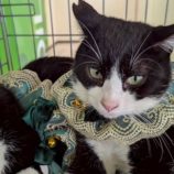 5月17日の八千代店に参加するの花ねこ千葉の保護猫12