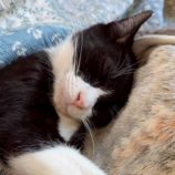 5月17日の八千代店に参加するの花ねこ千葉の保護猫13