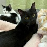 5月17日の八千代店に参加するの花ねこ千葉の保護猫14