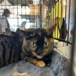 6月1日の八千代店に参加する美浜猫の会の保護猫01