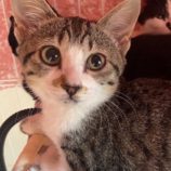 6月1日の八千代店に参加する美浜猫の会の保護猫02