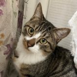 6月1日の八千代店に参加する美浜猫の会の保護猫03