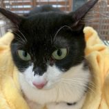 6月1日の八千代店に参加する美浜猫の会の保護猫04